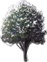 Southern Magnolia